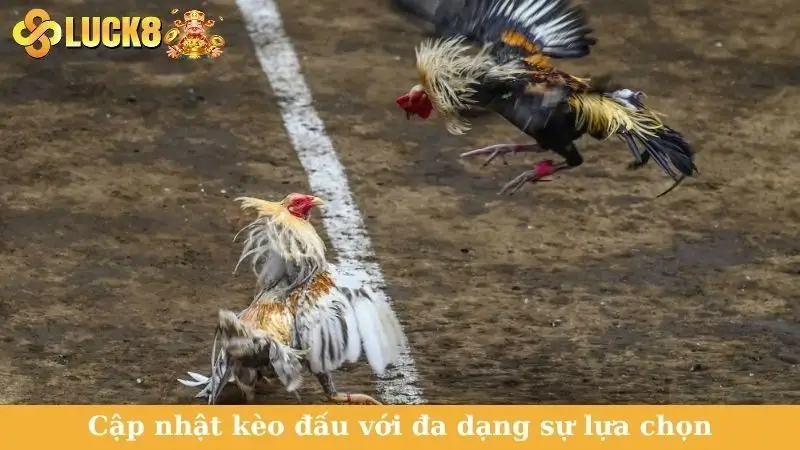 Cập nhật kèo đấu với đa dạng sự lựa chọn